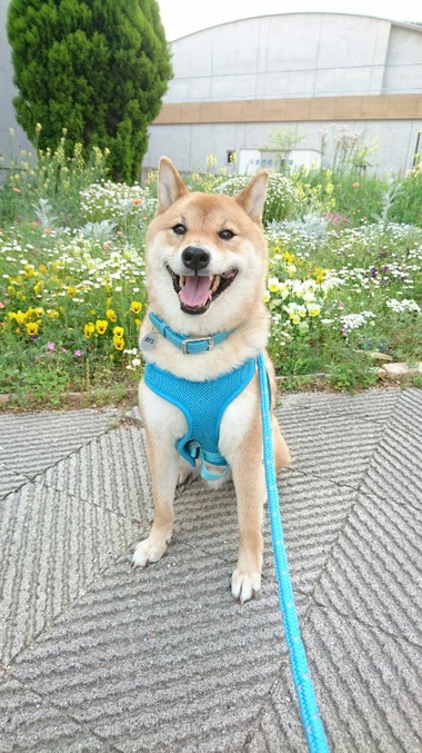 花いっぱい♪ニコニコいっぱい♪可愛さいっぱい♪