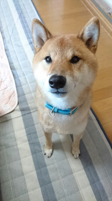 ごはんがおいしすぎる顔