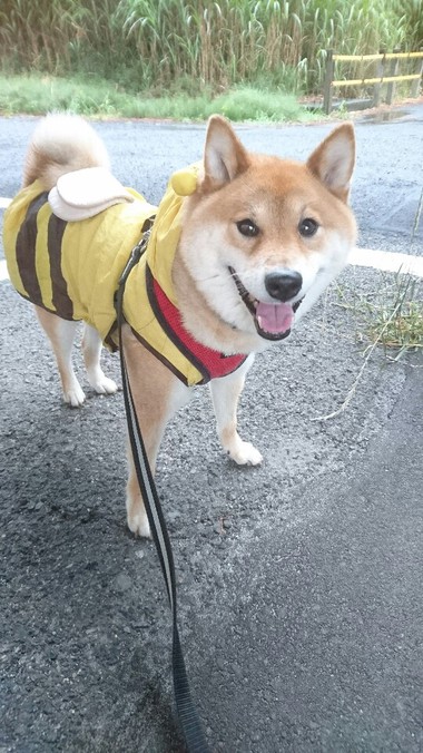 かわいいだろぉっ【ミツバチコータ】