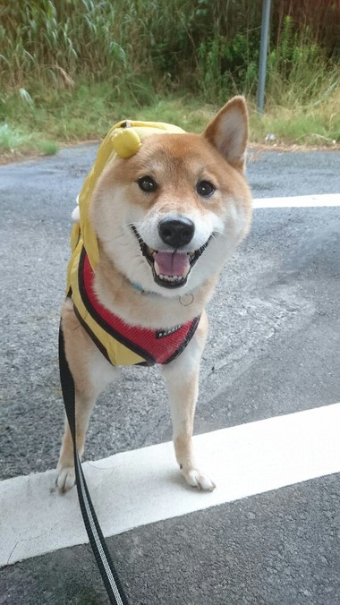 かわいいだろぉっ【ミツバチコータ】