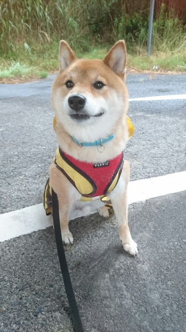 かわいいだろぉっ【ミツバチコータ】