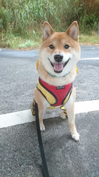 かわいいだろぉっ【ミツバチコータ】