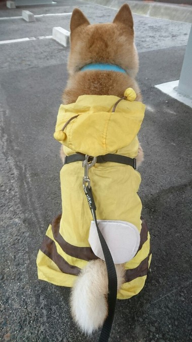 かわいいだろぉっ【ミツバチコータ】