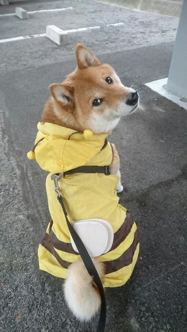 かわいいだろぉっ【ミツバチコータ】