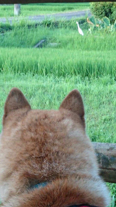 おかしいな…涼しくない！！