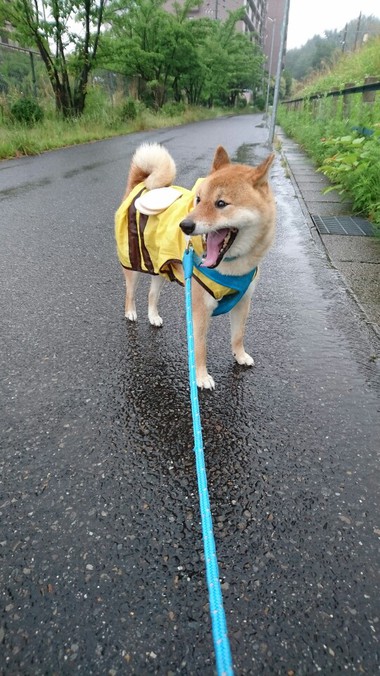 久しぶりの大雨