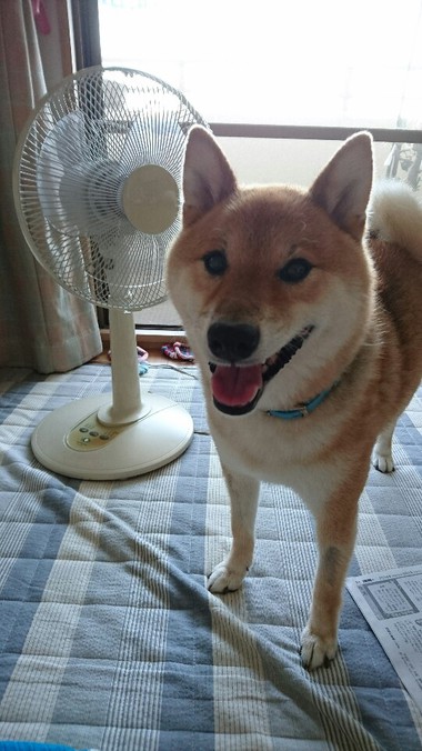 おかしいな…涼しくない！！