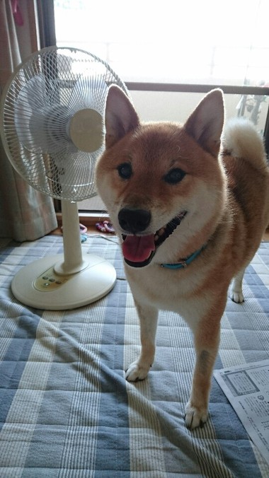 おかしいな…涼しくない！！