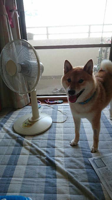 おかしいな…涼しくない！！
