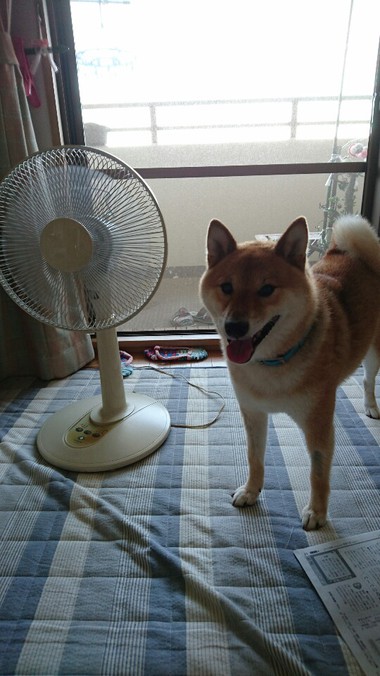 おかしいな…涼しくない！！