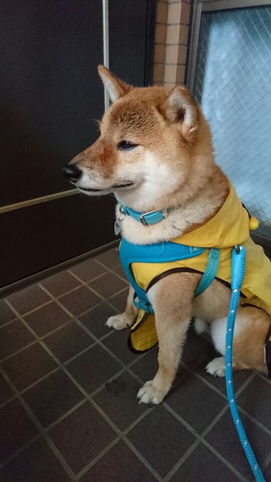 久しぶりの大雨