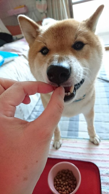 ホットモット