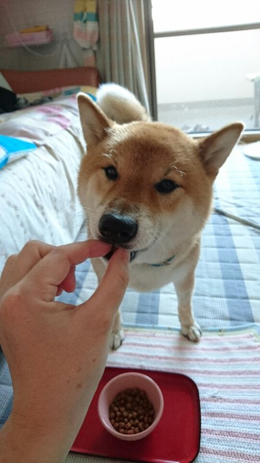 ホットモット