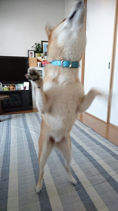 ちびっ子のみんなは元気に遊んでるかな？
