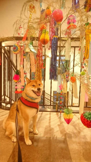 みんなのお願い事は何ですか？
