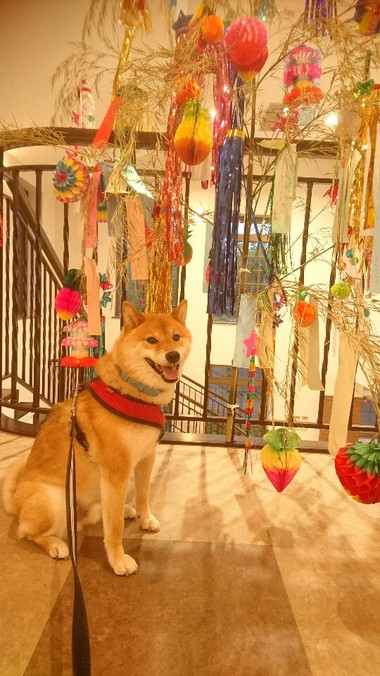 みんなのお願い事は何ですか？