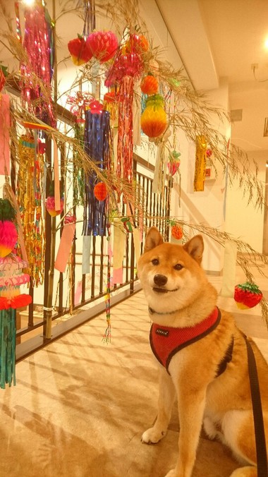 みんなのお願い事は何ですか？