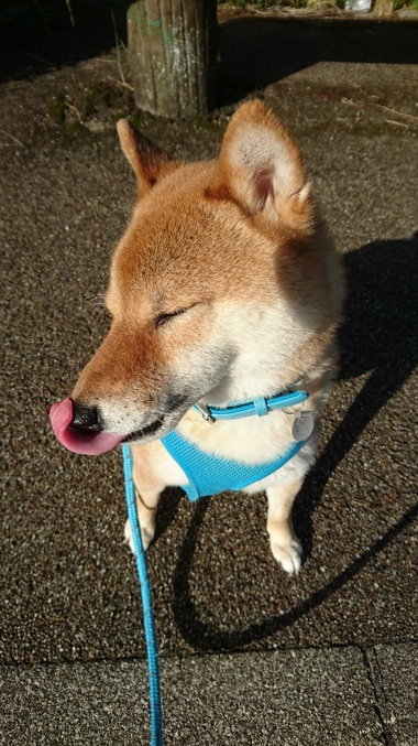 柴犬と鳩