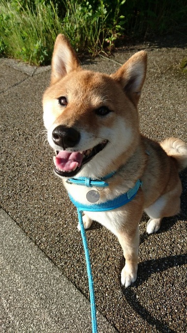 柴犬と鳩