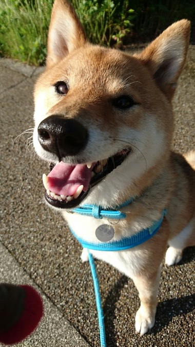 柴犬と鳩