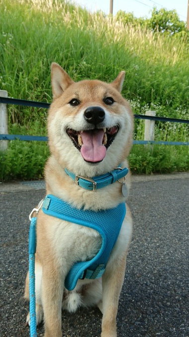 柴犬孝太の朝のお勤め