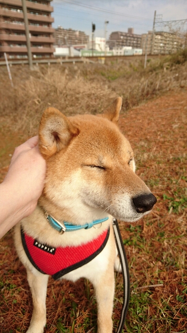 絶対おいしいお味噌汁