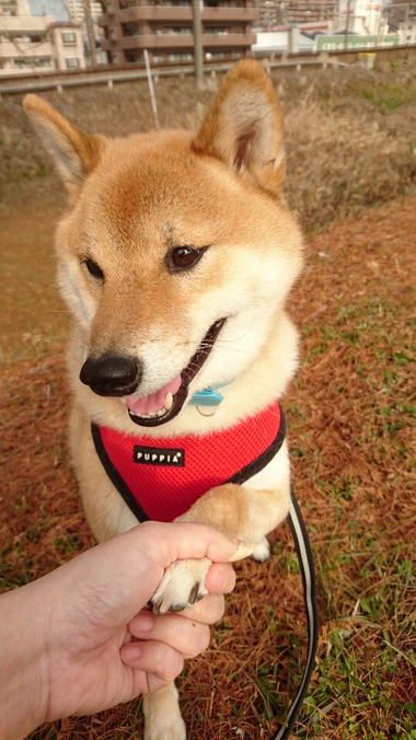 絶対おいしいお味噌汁