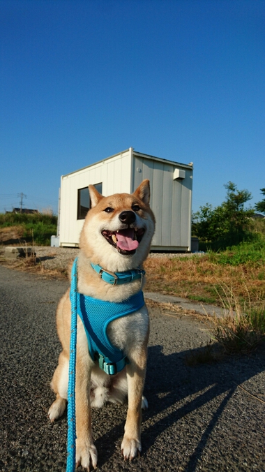 今日もいい天気♪【ばぁーちゃんのナス】