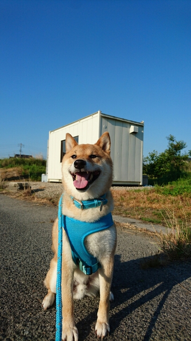 今日もいい天気♪【ばぁーちゃんのナス】