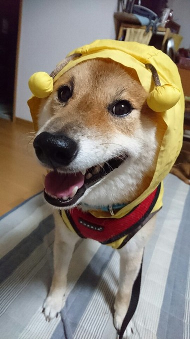 今日も雨だねぇ～そだねー