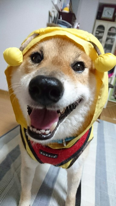 今日も雨だねぇ～そだねー