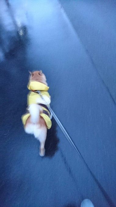 今日も雨だねぇ～そだねー
