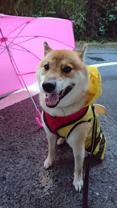 今日も雨だねぇ～そだねー