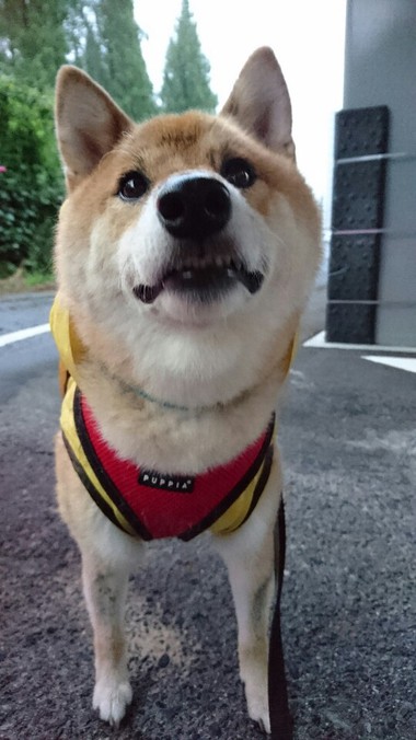 今日も雨だねぇ～そだねー