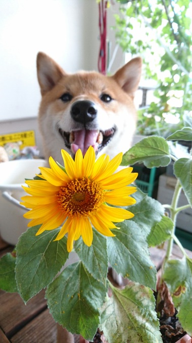 ひまわり咲いたようれしいな♪