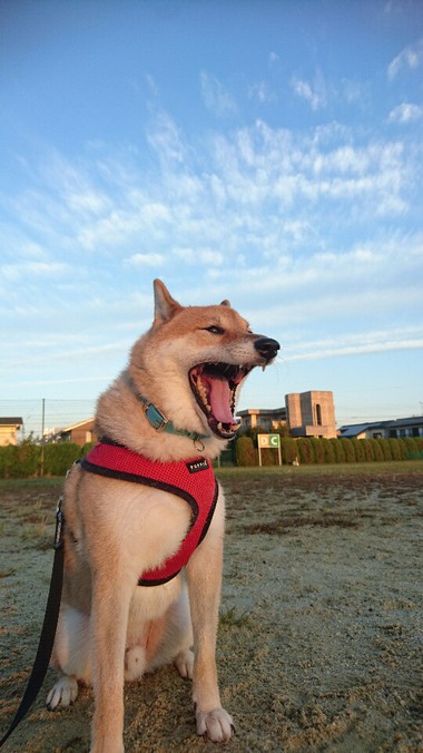 写真を撮るより遊びたい！