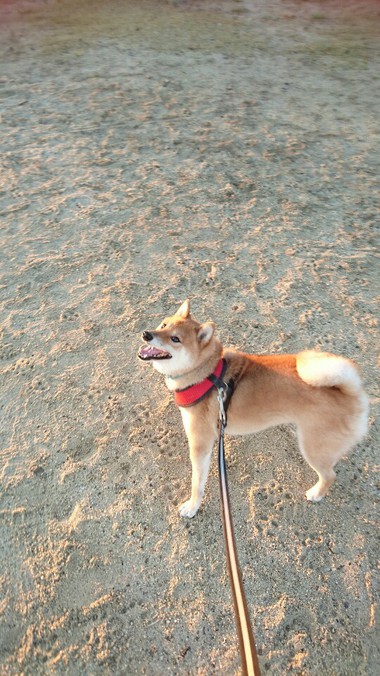 写真を撮るより遊びたい！