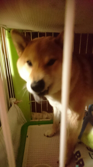 気にするんだ…