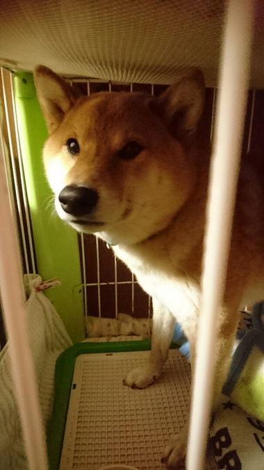 気にするんだ…