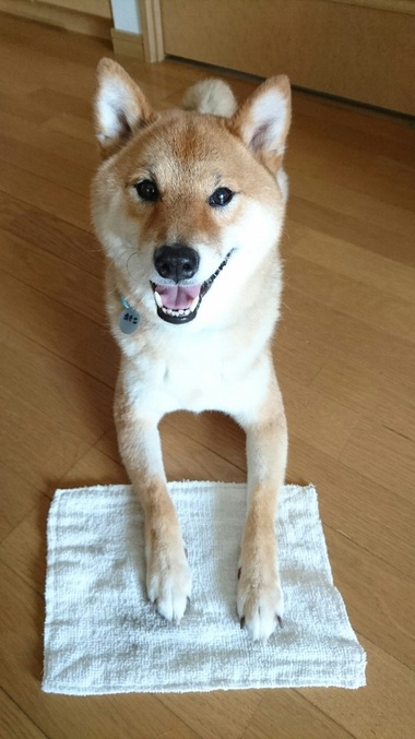 お掃除のお手伝い♪