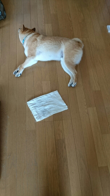 お掃除のお手伝い♪