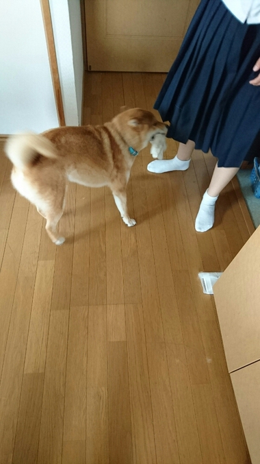 お掃除のお手伝い♪