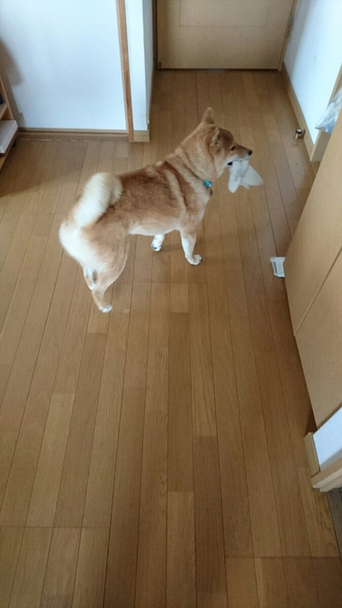 お掃除のお手伝い♪