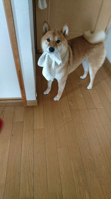 お掃除のお手伝い♪