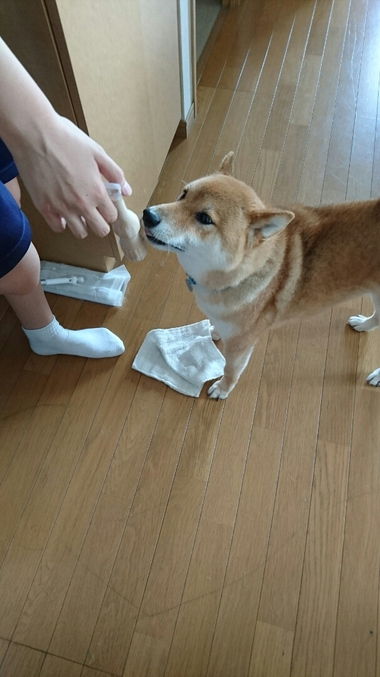 お掃除のお手伝い♪