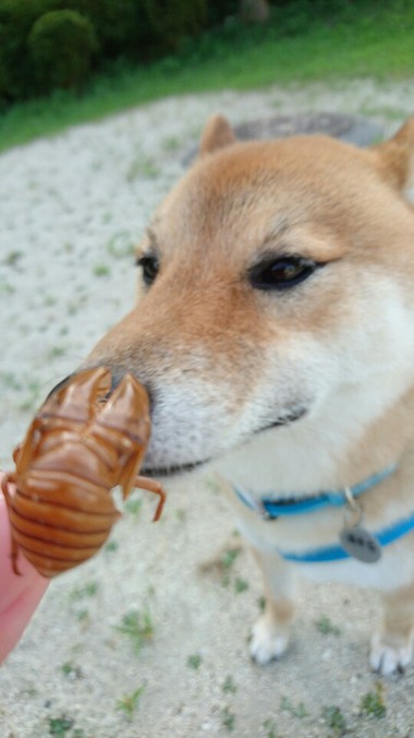 夏はやっぱりセミだよね～【虫さん苦手な人はスルーしてください】