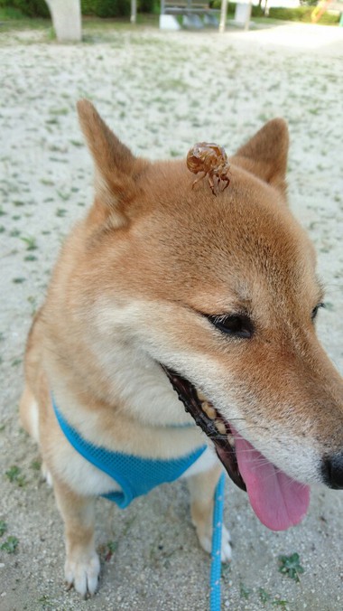 夏はやっぱりセミだよね～【虫さん苦手な人はスルーしてください】