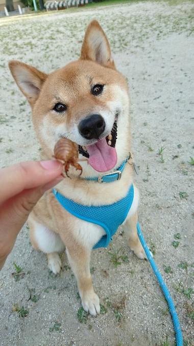 夏はやっぱりセミだよね～【虫さん苦手な人はスルーしてください】