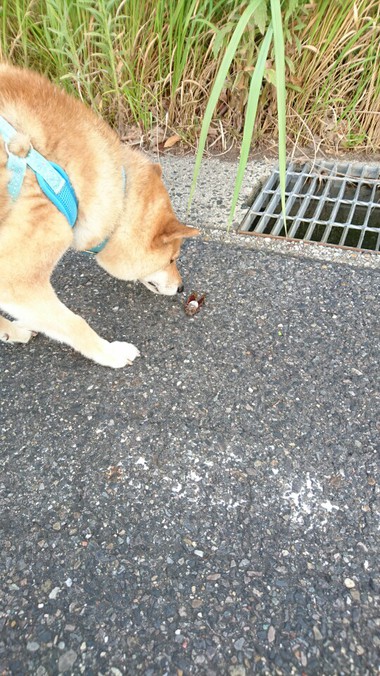 夏はやっぱりセミだよね～【虫さん苦手な人はスルーしてください】