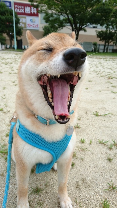 大あくび